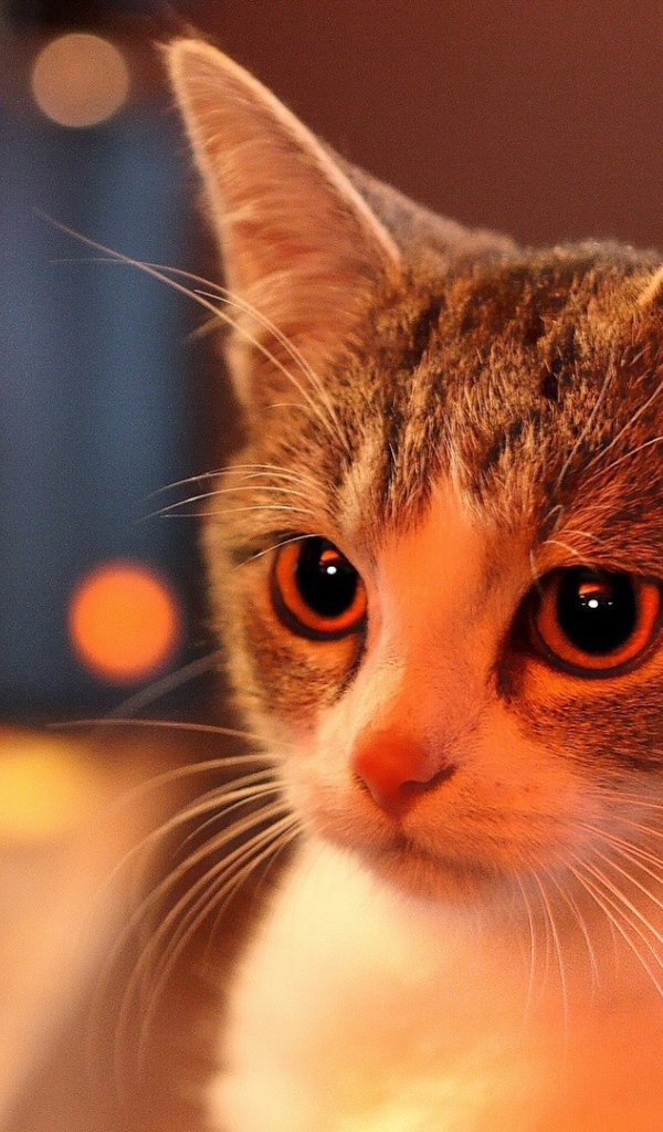 Милая домашняя кошка