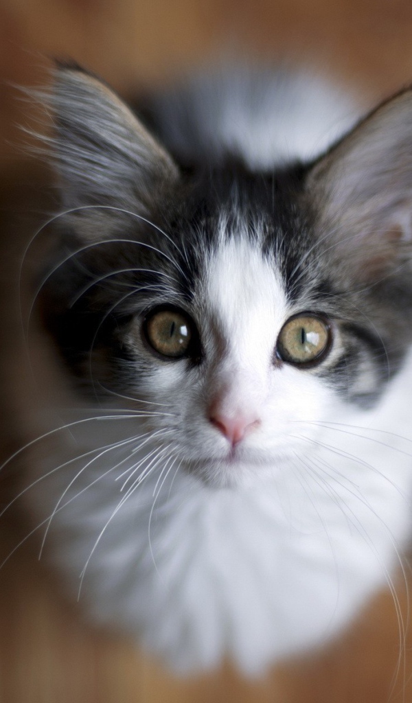 Милый котенок смотрит вверх