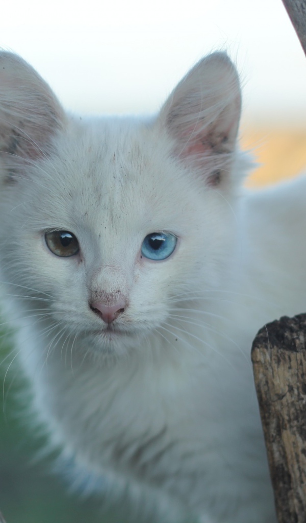 Грязный белый кот с разными глазами