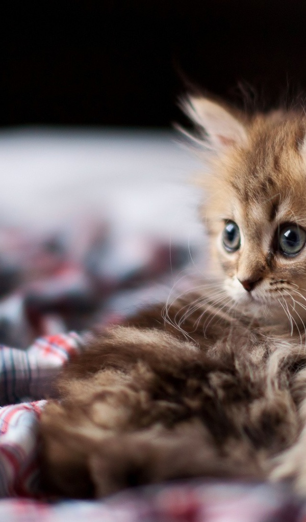 Взлохмаченный котенок в постели