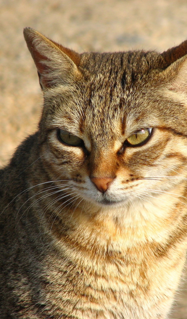 Недовольный большой кот