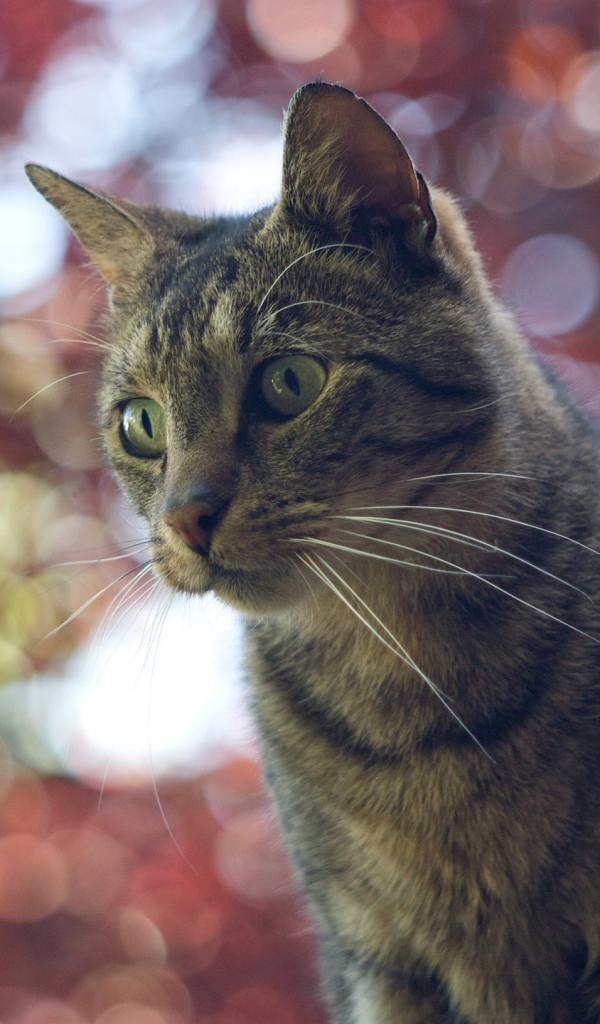 Домашний кот на фоне размытых огней