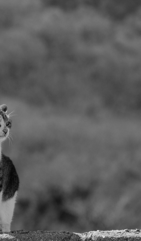 Домашний кот на сером фоне