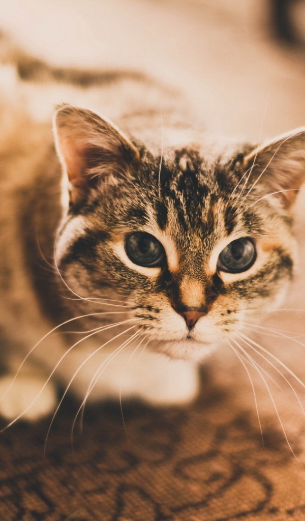 Домашняя кошка сидит на ковре