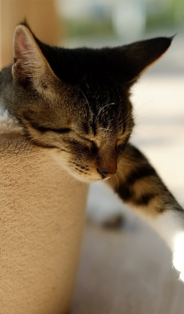 Домашний кот спит в корзине