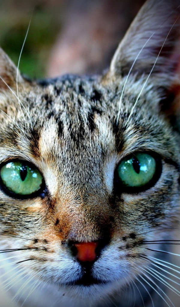 Expressive green eyes of a cat