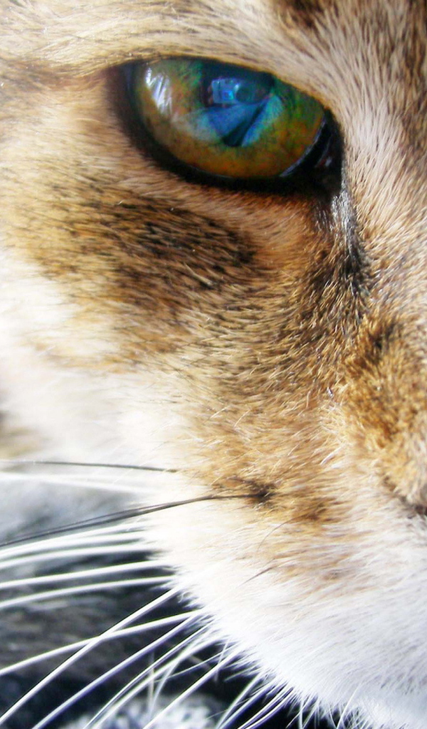 Глаз рыжего кота