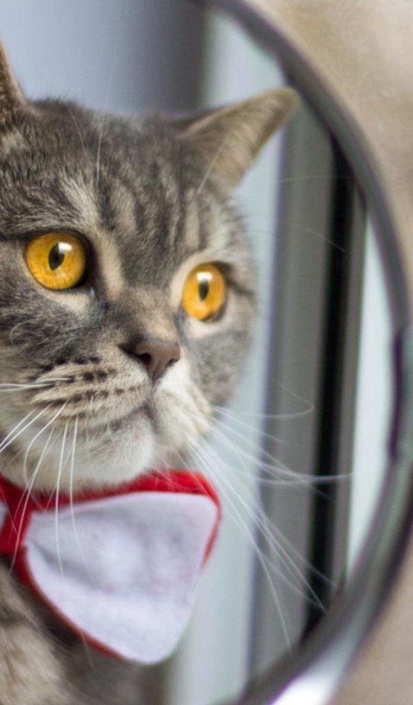 Модный кот смотрит в зеркало