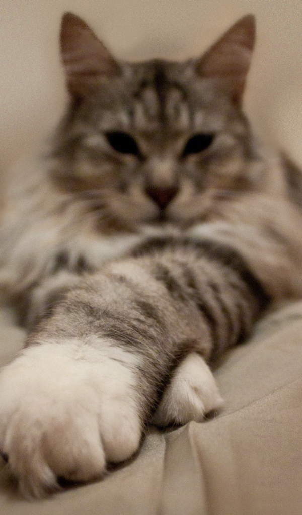 Пушистый кот вытянул лапы вперед