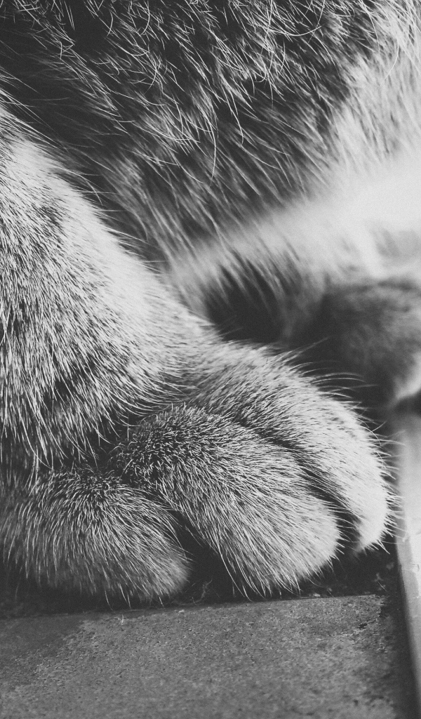 Пушистые кошачьи лапки