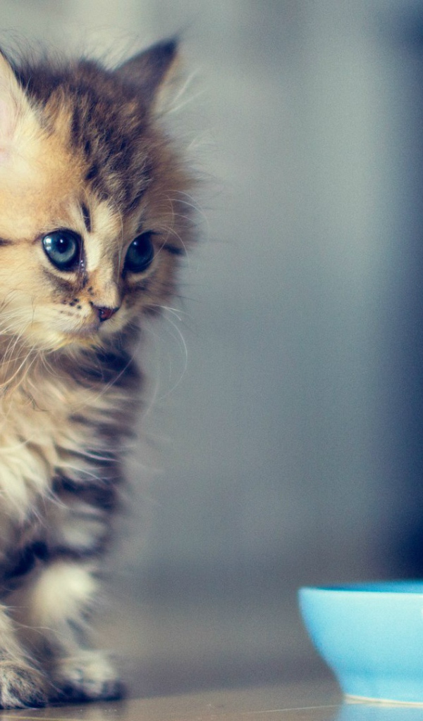 Пушистый котенок у мисочки