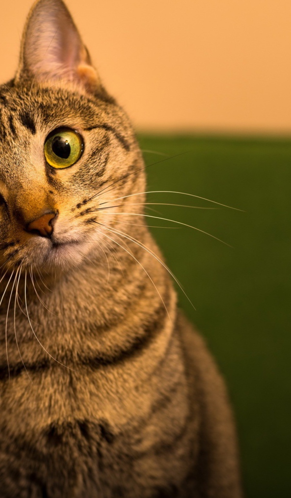 Забавный зеленоглазый домашний кот