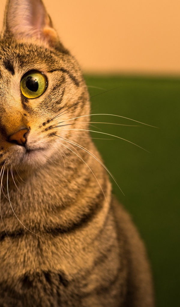 Забавный удивленный кот