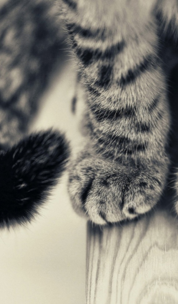 Пушистые лапки и хвост серого кота