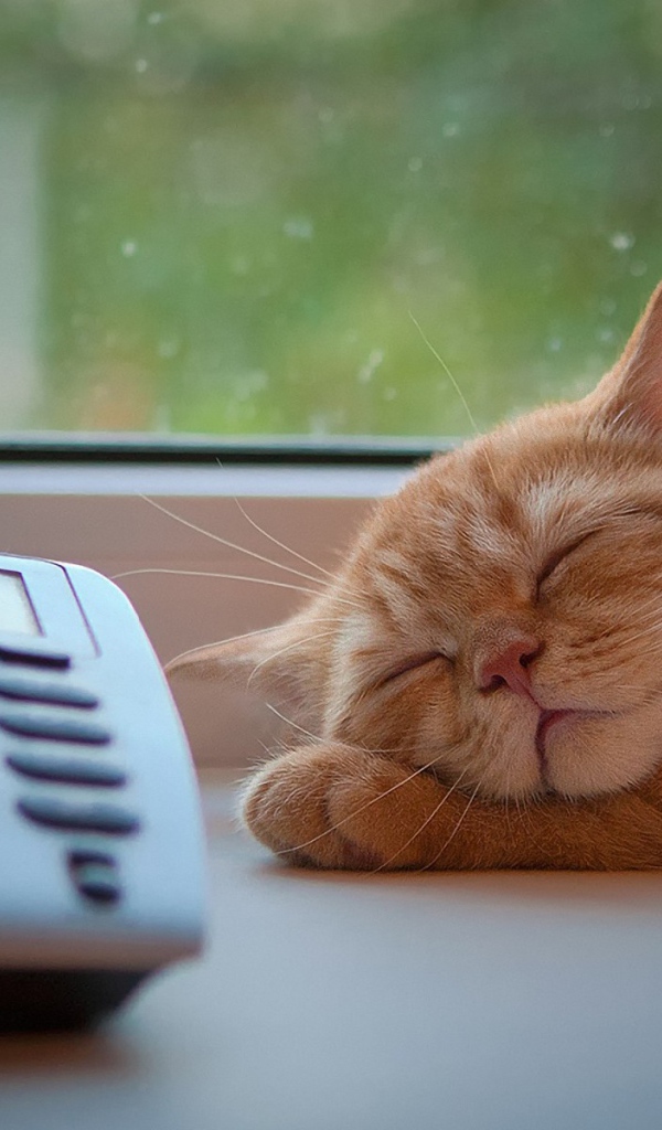 Рыжий кот спит рядом с телефоном