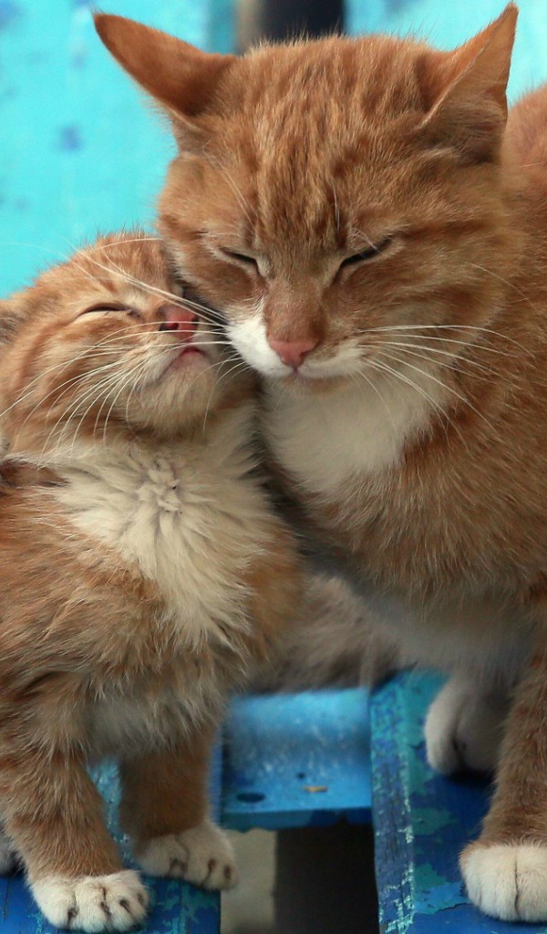 Рыжий котенок с мамой