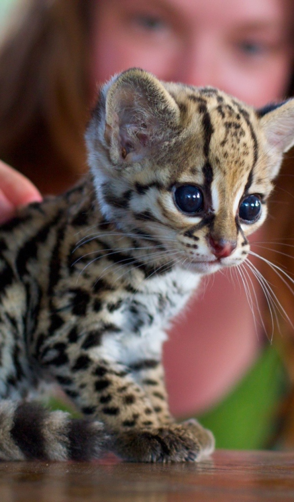 Девушка гладит котенка оцелота