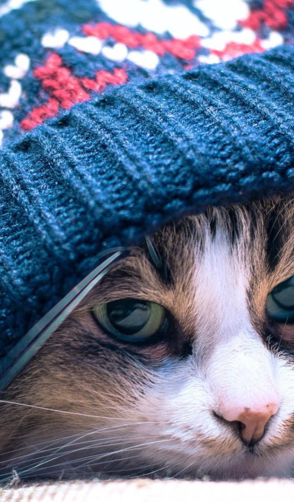 Хмурый кот лежит под вязанной шапкой