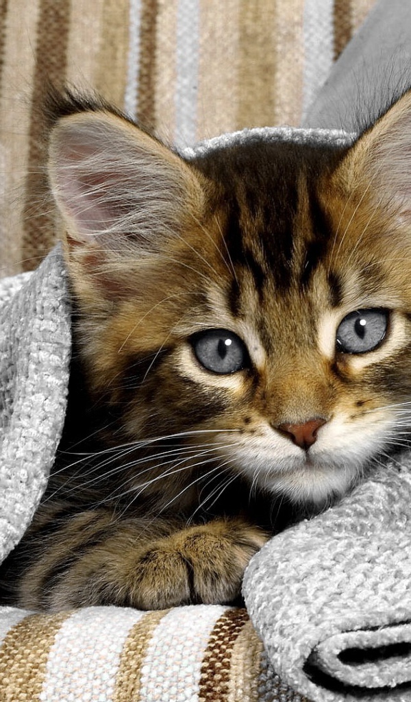 Сероглазый котенок под полотенцем