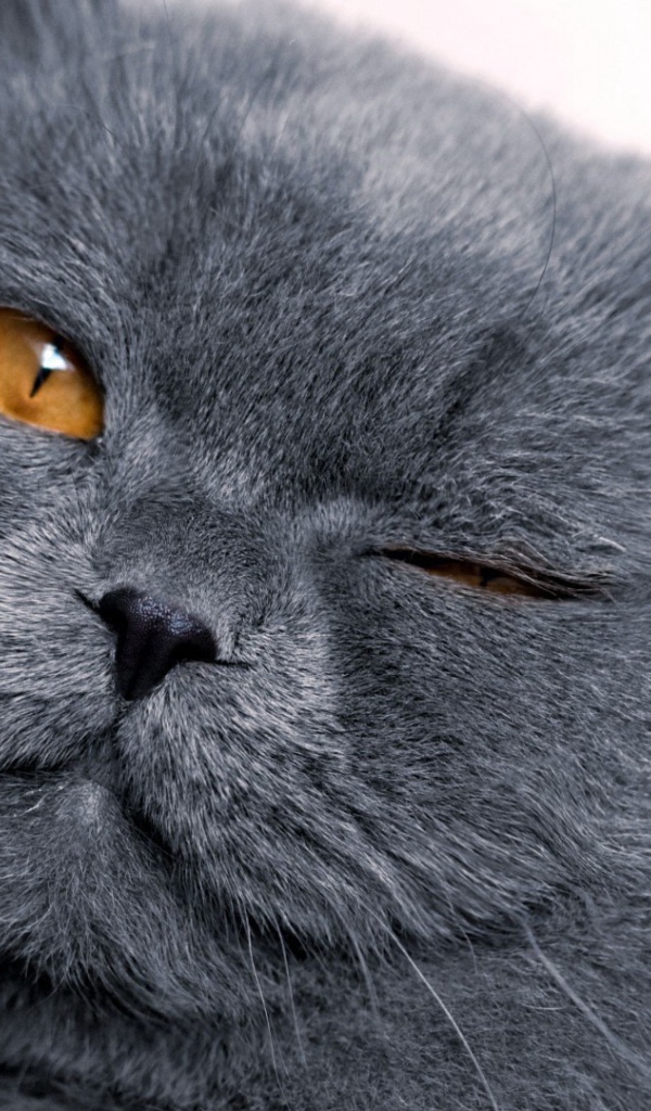 Серый британец подмигивает