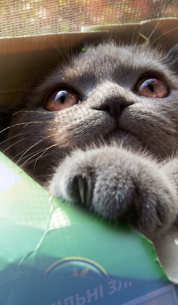 Серый кот в картонной коробке