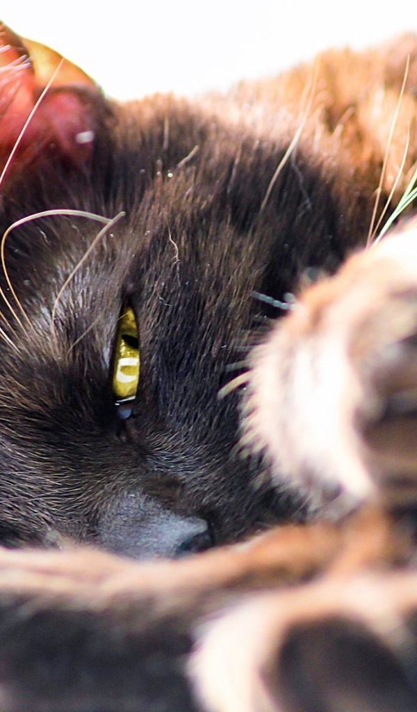 Серый кот лежит на боку