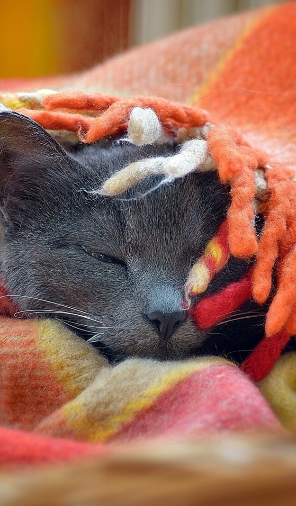 Серый кот спит под пледом