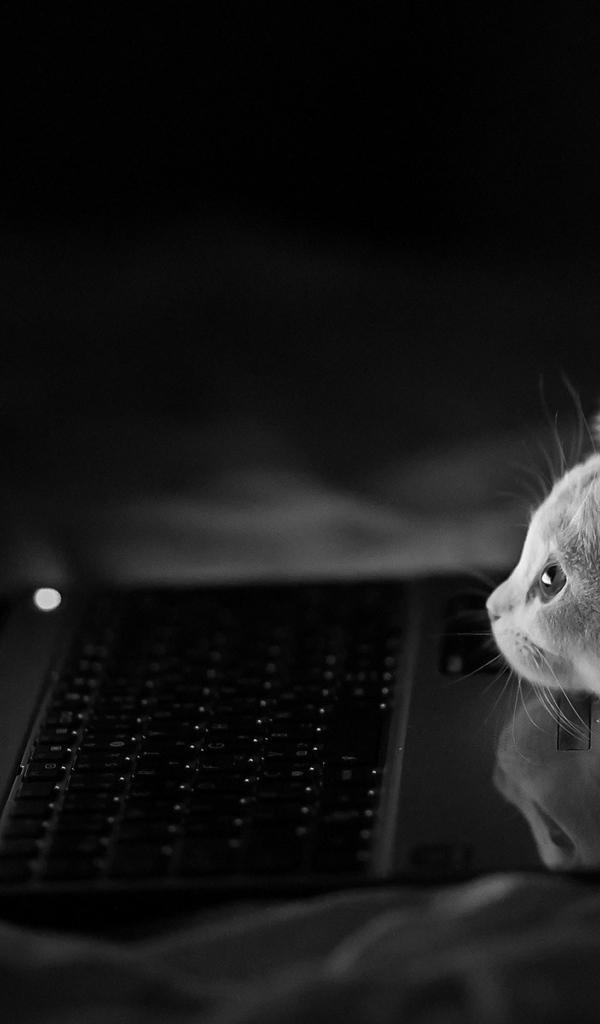 Серый котенок смотрит в ноутбук