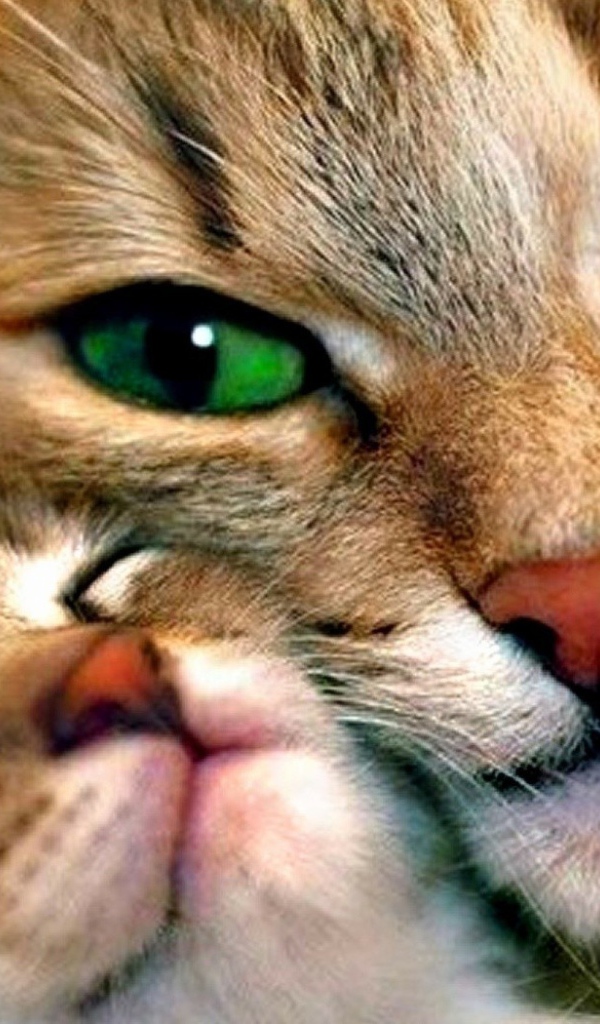 Зеленоглазая кошка с котенком