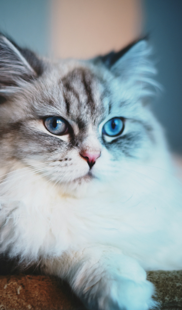 Серый кот с голубыми глазами
