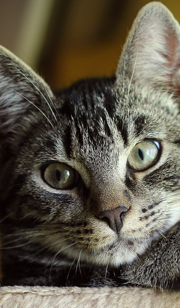 Серый Кот с зелеными глазами