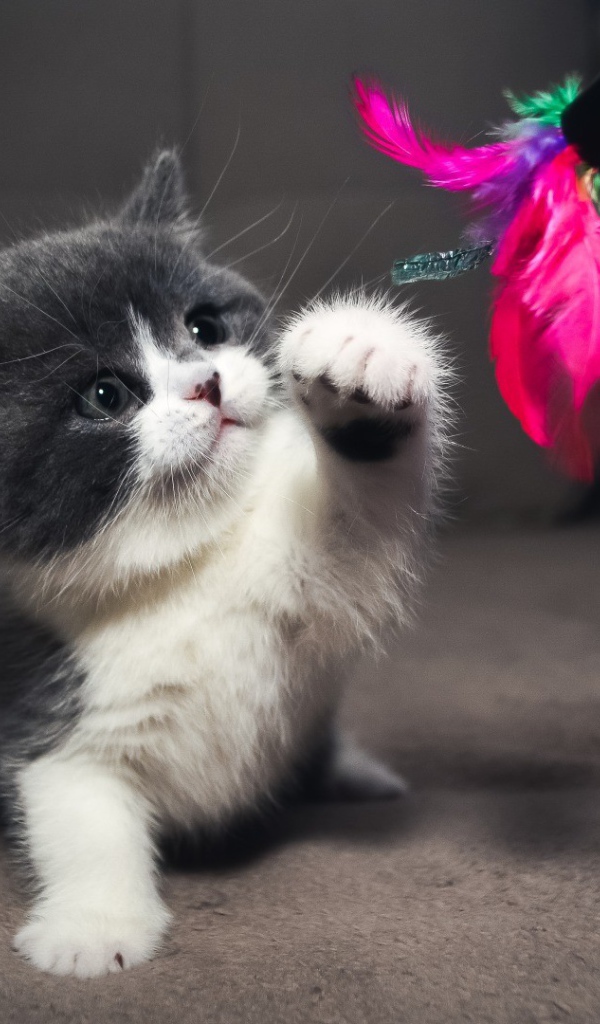 Серый котенок играет с игрушкой