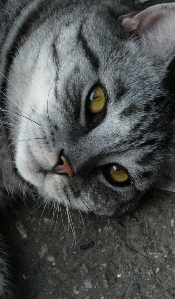 Серый полосатый кот