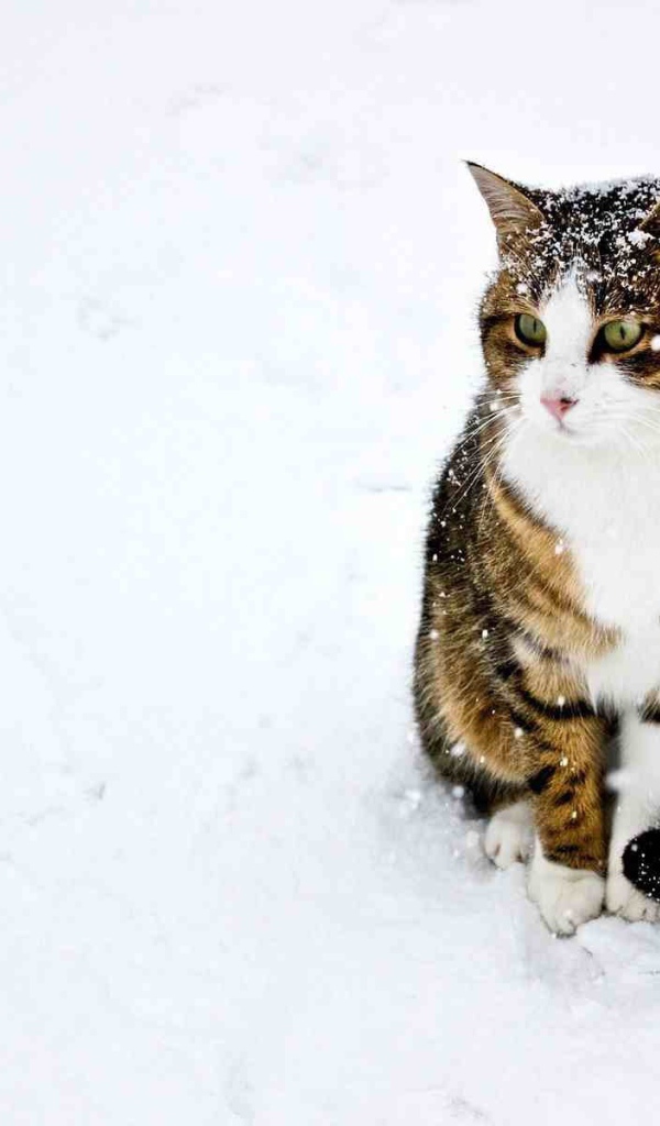 Домашний кот играет в снегу