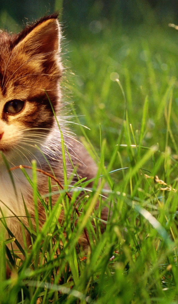 Котенок и большая ромашка