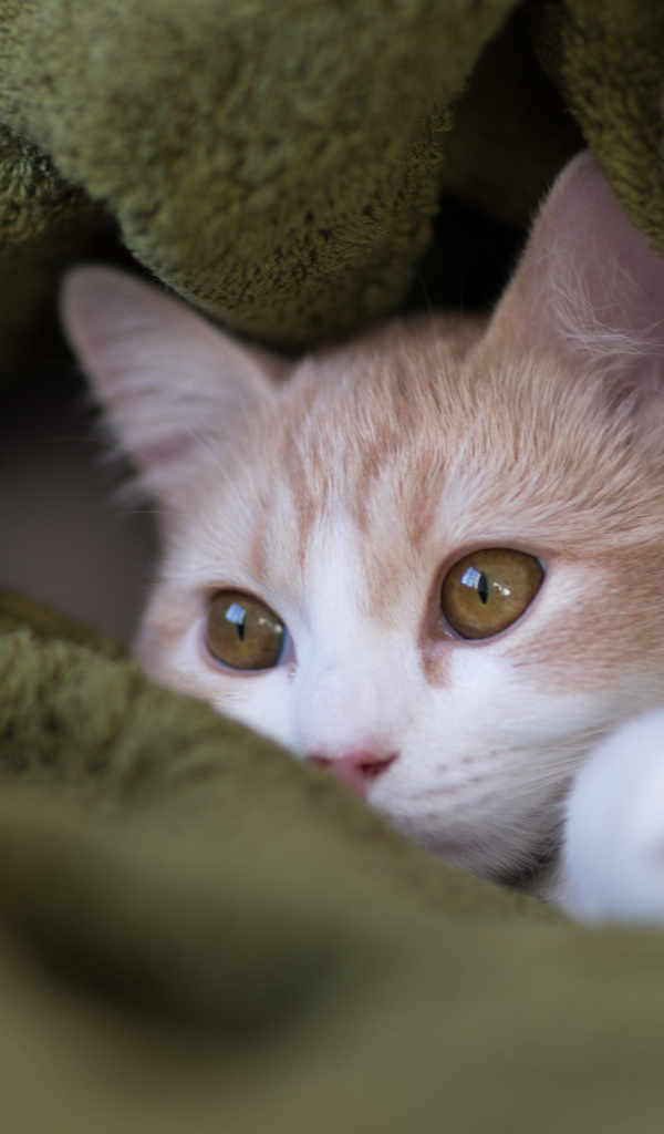 Котенок прячется в пледе