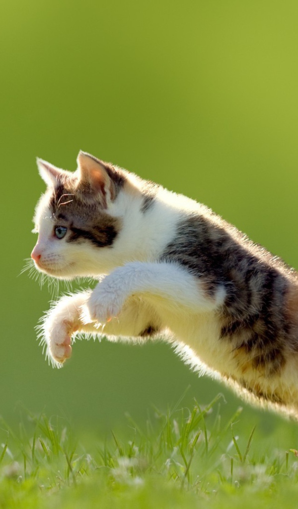 Котенок в прыжке на газоне