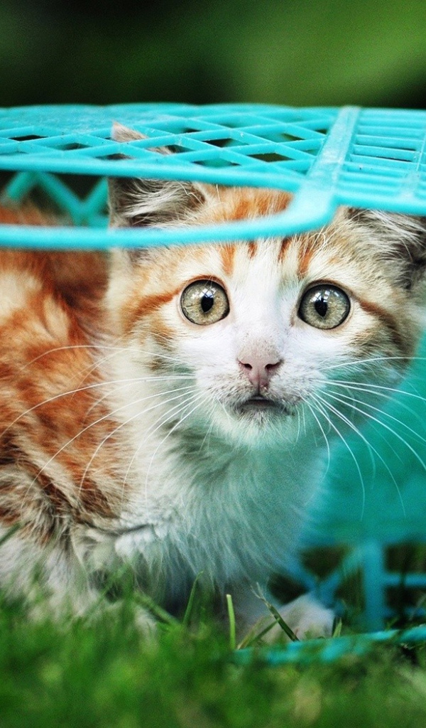 Котенок в голубой корзине