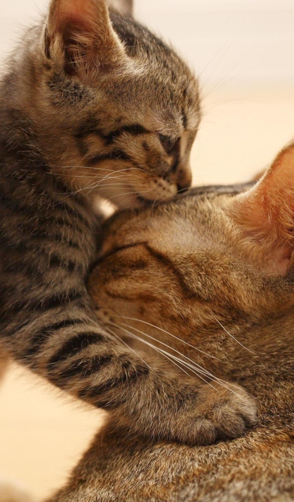 Котенок целует свою маму