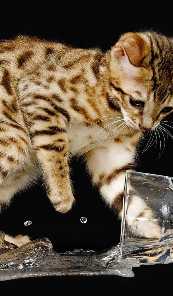 Котенок опрокинул стакан с водой