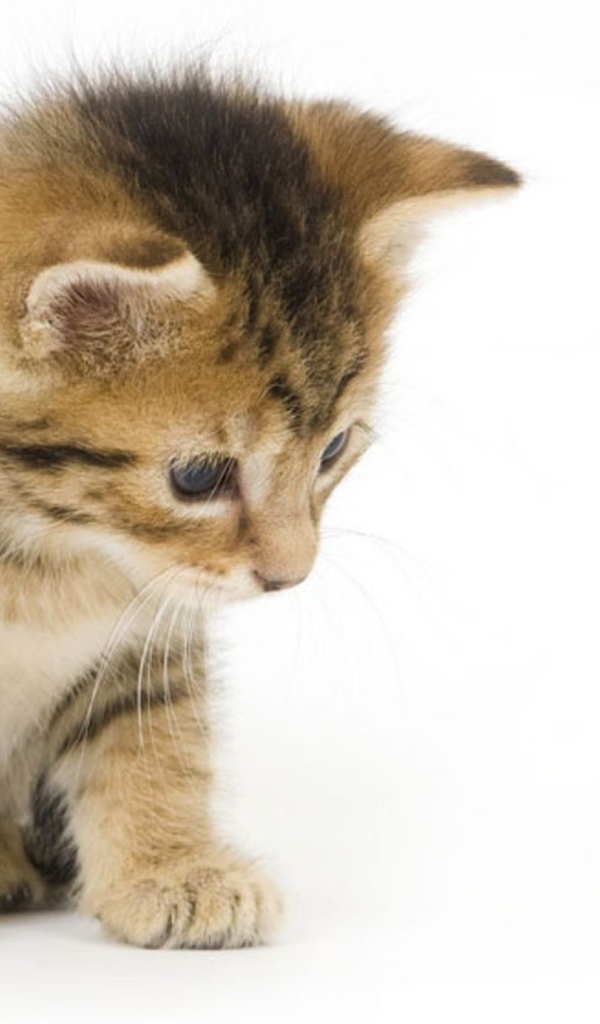 Котенок смотрит на красную нитку