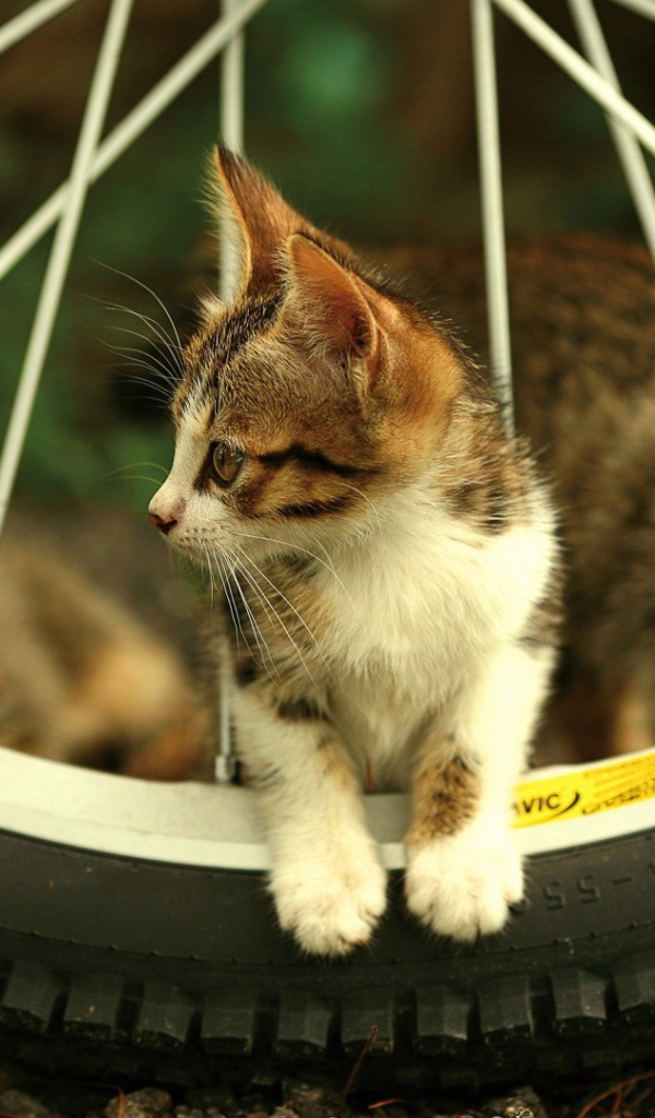 Котенок на велосипедном колесе