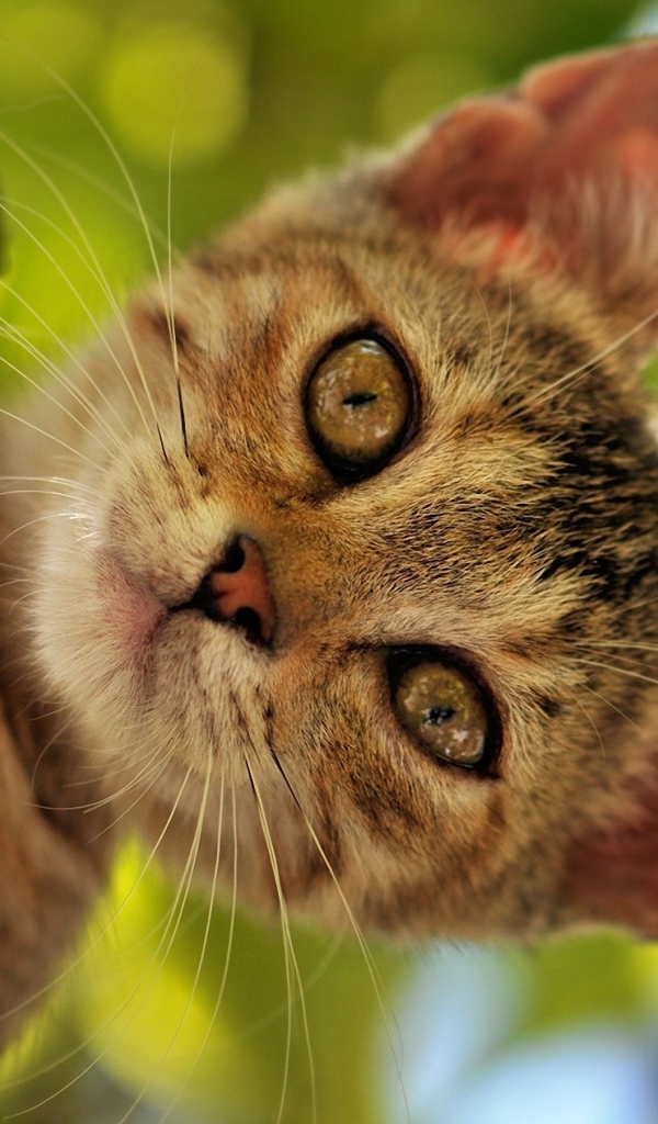 Котенок на дереве