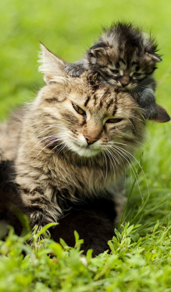 Котенок на голове у мамы