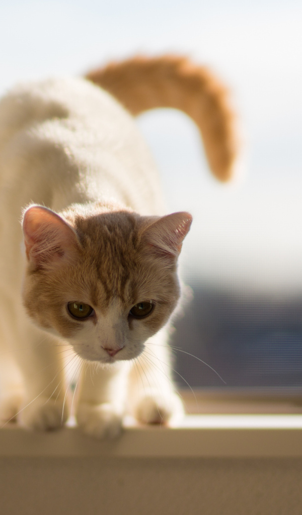 Котенок на подоконнике