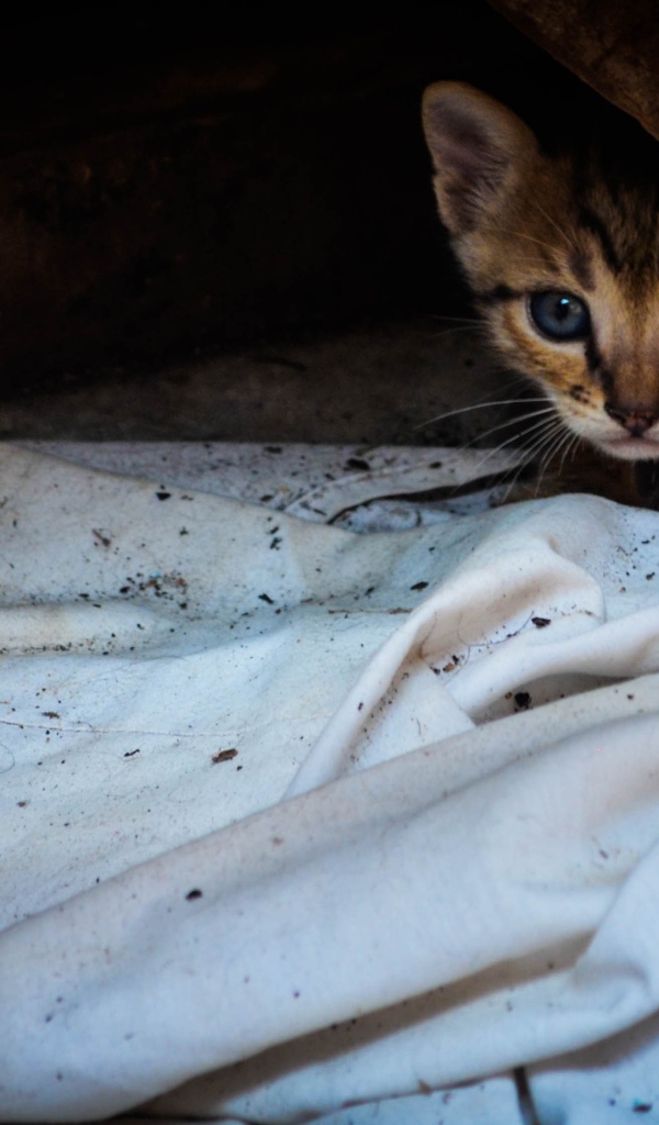 Котенок выглядывает из под доски