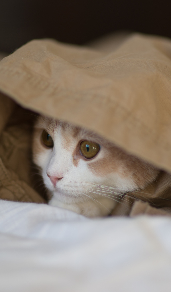 Котенок играет в прятки