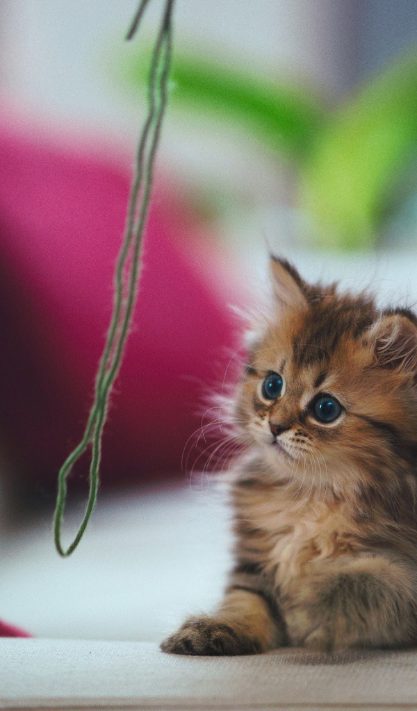 Котенок играет с зеленой ниткой