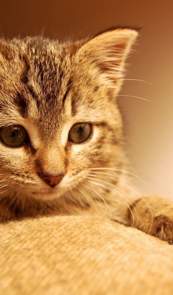 Котенок положил лапы на ткань