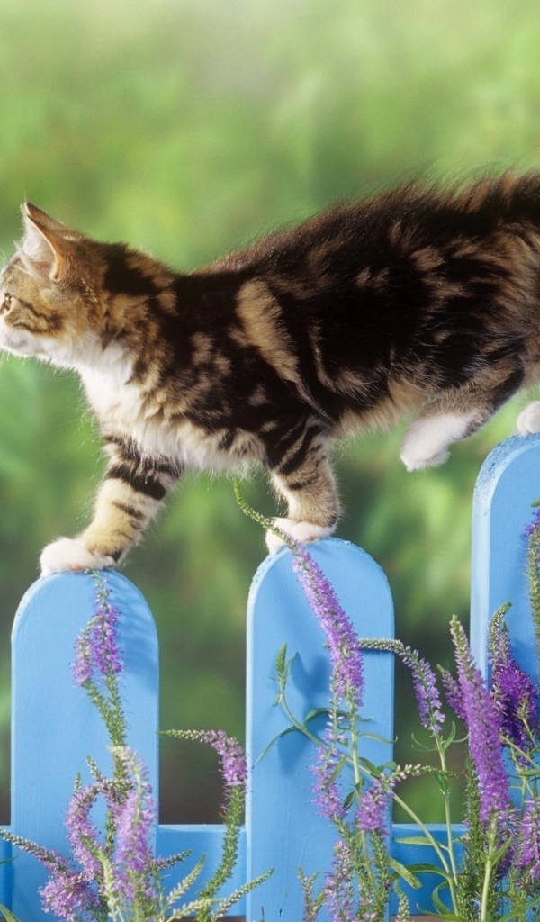 Котенок гуляет по голубому забору